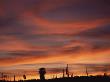 Cardon Cactus And Palm Tree Silhouette At Sunset, Baja California, Mexico by Jurgen Freund Limited Edition Print