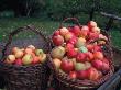 Baskets With Apples (Malus Domesticus) Europe by Reinhard Limited Edition Print