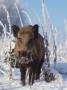 Wild Boar In Winter (Sus Scrofa), Europe by Reinhard Limited Edition Print