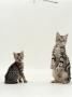 Domestic Cat, British Shorthair by Jane Burton Limited Edition Pricing Art Print