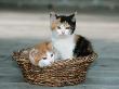 Domestic Cat, Two Kittens In Wicker Basket by De Meester Limited Edition Print