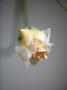 Vanilla Rose I by Nicole Katano Limited Edition Print