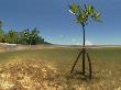 Young Mangrove Tree Sapling Split-Level Shot, Caribbean by Jurgen Freund Limited Edition Print