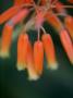 Flaming Flower Buds I by Nicole Katano Limited Edition Print