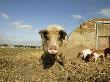 Free Range Organic Sow And Piglets, Wiltshire, Uk by T.J. Rich Limited Edition Print