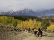 Tourists Enjoying Horseback Riding, Grand Teton National Park, Wyoming, Usa by Rolf Nussbaumer Limited Edition Pricing Art Print