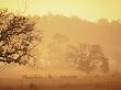 Chital Deer (Axis Axis) At Dawn, Kanha National Park, Madhya Pradesh, India by Pete Oxford Limited Edition Pricing Art Print