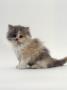 Domestic Cat, 7-Week, Female Blue-Cream Bicolour Persian Kitten by Jane Burton Limited Edition Print