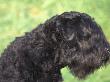 Russian Black Terrier Face Profile by Adriano Bacchella Limited Edition Print
