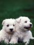 Domestic Dogs, Two West Highland Terrier / Westie Puppies Sitting Together by Adriano Bacchella Limited Edition Print