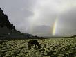 Horse With Rainbow, Tibet by Michael Brown Limited Edition Pricing Art Print