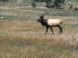 An Elk In The Grassland In Colorado by Michael Brown Limited Edition Pricing Art Print