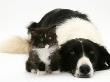 Black-And-White Border Collie Lying Chin On Floor With Black-And-White Kitten by Jane Burton Limited Edition Pricing Art Print