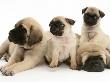 Fawn Pug Pups With Fawn English Mastiff Puppies by Jane Burton Limited Edition Pricing Art Print