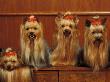 Domestic Dogs, Four Yorkshire Terriers Sitting / Lying Down by Adriano Bacchella Limited Edition Print
