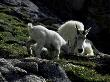Wild Goats, Boulder by Michael Brown Limited Edition Print