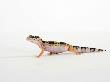 Leopard Gecko Walking by Petra Wegner Limited Edition Print