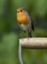 Robin Sitting On A Garden Fork Handle Singing, Hertfordshire, England, Uk by Andy Sands Limited Edition Print