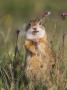 European Suslik Souslik Adult Standing, National Park Lake Neusiedl, Austria by Rolf Nussbaumer Limited Edition Print