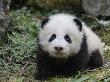 Giant Panda Baby Aged 5 Months, Wolong Nature Reserve, China by Eric Baccega Limited Edition Print