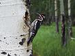 Red-Naped Sapsucker Female At Nest Hole In Aspen Tree, Rocky Mountain National Park, Colorado, Usa by Rolf Nussbaumer Limited Edition Print