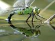 Female Emperor Dragonfly Laying Eggs At The Edge Of A Pond. Cornwall, Uk by Ross Hoddinott Limited Edition Print