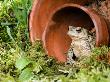 Common European Toad Female Sitting In Flower Pot, Hertfordshire, Uk April by Andy Sands Limited Edition Print