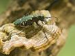 Green Tiger Beetle Captive, Uk April by Andy Sands Limited Edition Pricing Art Print