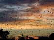 Cloud Of Straw Coloured Fruit Bats Flying Over Daytime Roost, Kasanka National Park, Zambia, Africa by Mark Carwardine Limited Edition Print