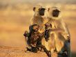 Hanuman Langur Two Mothers With Young Of Different Ages, Thar Desert, Rajasthan, India by Jean-Pierre Zwaenepoel Limited Edition Print