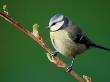 Blue Tit On Branch, Cornwall, Uk by Ross Hoddinott Limited Edition Pricing Art Print