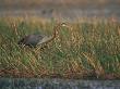 Purple Heron Keoladeo Ghana Np, Bharatpur, Rajasthan, India by Jean-Pierre Zwaenepoel Limited Edition Print