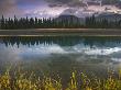 Early Morning Sunlight Catches Grass Growing Beside Cascade River, Alberta, Canada by Adam Burton Limited Edition Print