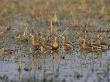 Indian Lesser Whistling Ducks Keoladeo Ghana Np, Bharatpur, Rajasthan, India by Jean-Pierre Zwaenepoel Limited Edition Print