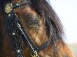Bay Welsh Cobb Stallion, Close Up Of Eye, Ojai, California, Usa by Carol Walker Limited Edition Pricing Art Print