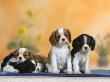 Domestic Dogs, Four Cavalier King Charles Spaniel Puppies, 7 Weeks Old, Of Different Colours by Petra Wegner Limited Edition Print