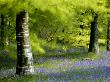 Beech And Bluebell Woodland At Lanhydrock, Cornwall, Uk by Ross Hoddinott Limited Edition Print