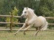 Palomino Welsh Pony Stallion Galloping In Paddock, Fort Collins, Colorado, Usa by Carol Walker Limited Edition Print