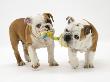 Two Bulldog Pups Carrying A Ragger by Jane Burton Limited Edition Pricing Art Print