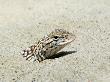 Yuman Desert Fringe-Toed Lizard Burrying Itself In Desert Sand. Arizona, Usa by Philippe Clement Limited Edition Print