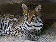 Ocelot Portrait, Resting In The Shade Of A Cave. Arizona, Usa by Philippe Clement Limited Edition Print