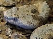 Mottled Rock Rattlesnake Close-Up Of Head. Arizona, Usa by Philippe Clement Limited Edition Print