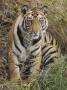 Tiger Sittingportrait, Bandhavgarh National Park, India 2007 by Tony Heald Limited Edition Print