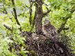 Red Kite Standing On Edge Of Nest With Eggs, Wales, Uk by Andy Sands Limited Edition Print