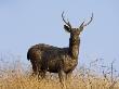 Sambar Male Portrait, Bandhavgarh Np, Madhya Pradesh, India, March by Tony Heald Limited Edition Print