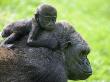 Western Lowland Gorilla Mother Carrying Baby On Her Back. Captive, France by Eric Baccega Limited Edition Print