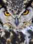 Spotted Eagle-Owl Captive, France by Eric Baccega Limited Edition Print