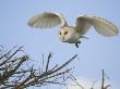 Barn Owl Hunting Along Roadside Hedge, Norfolk, Uk by Gary Smith Limited Edition Print