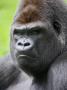 Male Silverback Western Lowland Gorilla Head Portrait, France by Eric Baccega Limited Edition Print