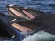 Humpback Whales Feeding On Herring, Frederick Sound, South East Alaska, Usa by Mark Carwardine Limited Edition Print